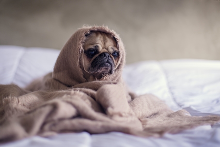 Sad pug sits on bed wrapped up in pink blanket.